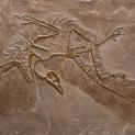 Matcrete Decorative Concrete Products Archaeopteryx Fossil (Bird)