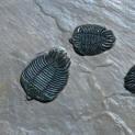 Matcrete Decorative Concrete Products Trilobites Fossil