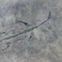 Matcrete Fossil Nothosaur