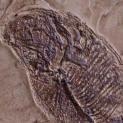 Matcrete Decorative Concrete Products Diplomystus Fossil (Fish)
