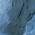 Matcrete Decorative Concrete Products Phareodus Fossil (Fish)