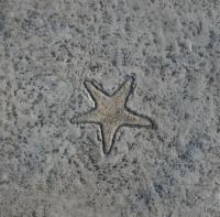 Proline Stamps Starfish