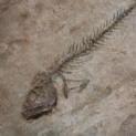 Matcrete Fossil Fish
