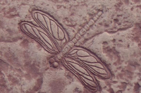 Proline Dragonfly Sculpted Accent